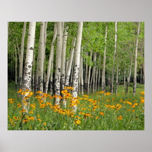 Aspen Grove and Wildflower Meadow Poster