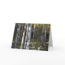 Aspen Grove cards by JaguarPhotos Aspen Grove cards