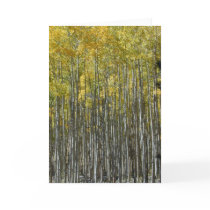 Aspen Grove card by serenity_ii Aspen Grove card