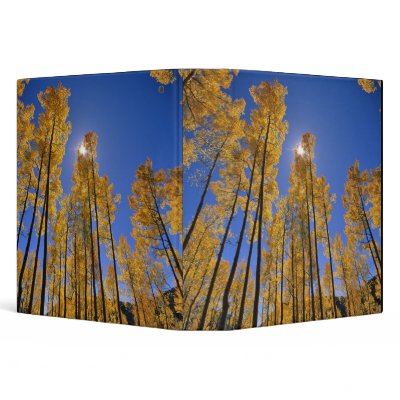 Aspen grove in autumn in the San Juan Range of Binders by danitadelimont