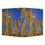 Aspen grove in autumn in the San Juan Range of binders