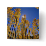 Aspen grove in autumn in the San Juan Range of Pin