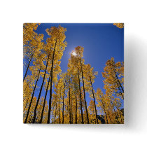 Aspen grove in autumn in the San Juan Range of Pin