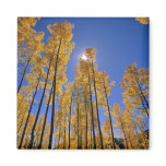 Aspen grove in autumn in the San Juan Range of Refrigerator Magnets