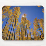 Aspen grove in autumn in the San Juan Range of Mousepads