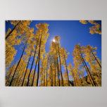 Aspen grove in autumn in the San Juan Range of