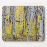 Aspen grove in peak fall color in Glacier Mouse Pads