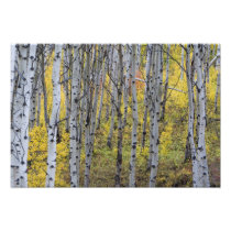Aspen grove in peak fall color in Glacier