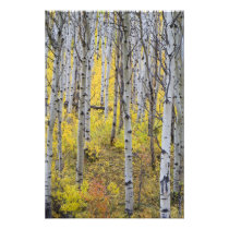 Aspen grove in peak fall color in Glacier