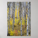 Aspen grove in peak fall color in Glacier