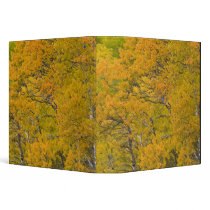 Aspen grove in peak fall colors near East Vinyl Binder