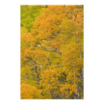 Aspen grove in peak fall colors near East