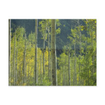 Aspen Grove postcards by mimimanley Aspen Grove postcards