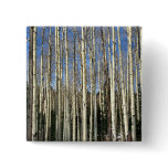 Aspen grove, San Francisco Mountains, CaliforniaA buttons