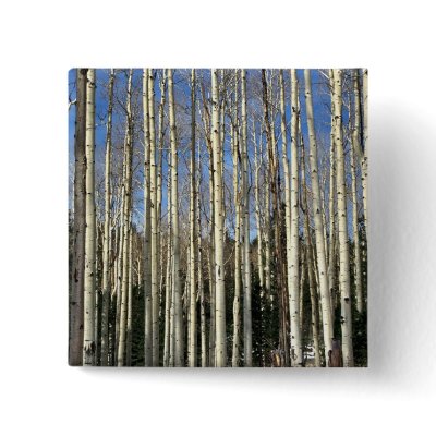 Aspen grove, San Francisco untains, CaliforniaA Buttons by lolanimals