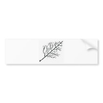 Aspen in White Bumper Sticker