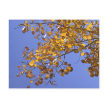 aspen leaves_14 postcards by zgdesign aspen leaves_14 postcards