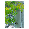 Aspen posters by dawntheartist Aspen posters