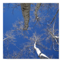 Aspen Sky posters