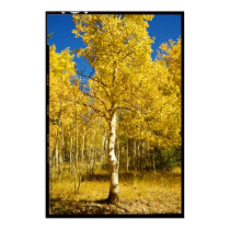 Aspen Tree, Cripple Creek, Colorado Poster posters