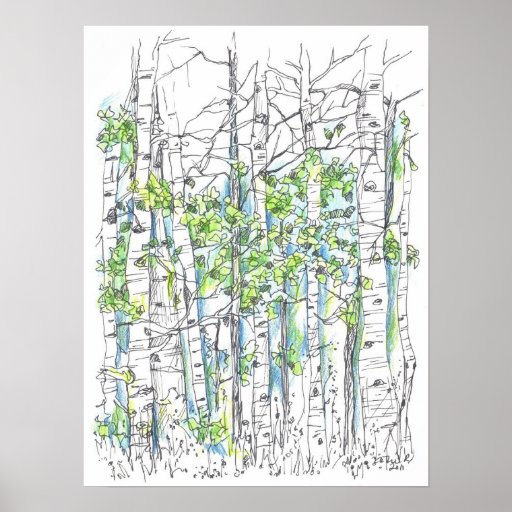 Aspen Tree Grove Pen and Ink Drawing Print Zazzle