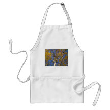 Aspen tree looking up through yellow leaves. aprons