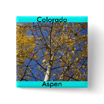 Aspen tree looking up through yellow leaves. pinback buttons