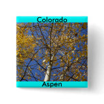 Aspen tree looking up through yellow leaves. buttons