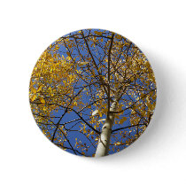 Aspen tree looking up through yellow leaves. pins