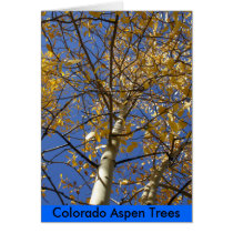 Aspen tree looking up through yellow leaves. cards