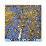 Aspen tree looking up through yellow leaves. magnets