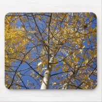 Aspen tree looking up through yellow leaves. use pad