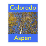 Aspen tree looking up through yellow leaves. postcard