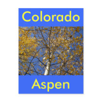 Aspen tree looking up through yellow leaves. postcard