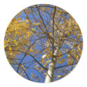 Aspen tree looking up through yellow leaves. sticker