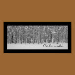 Aspen Tree Panorama Poster Print posters