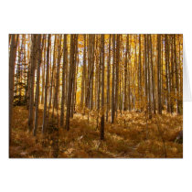 aspen trees_23 cards