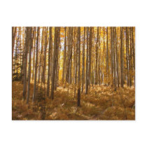 aspen trees_23 postcards by zgdesign aspen trees_23 postcards