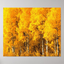 Aspen Trees in Colorado Print