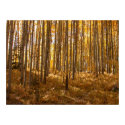 Aspen Trees posters by zgdesign Aspen Trees posters