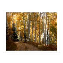 Aspen Trees posters