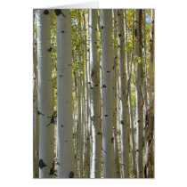Aspen Trunks card
