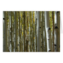 Aspen Trunks II card