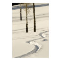 Aspens and Bison Trail posters