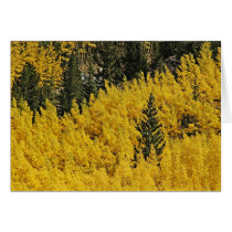 Aspens and Pines cards by EarthSmiles Aspens and Pines cards