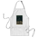 Aspens and spruce forest, Sheep River Valley, Albe Apron