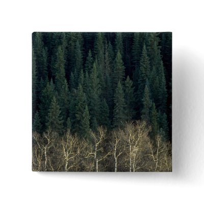 Aspens and spruce forest, Sheep River Valley, Albe Pin by lolanimals