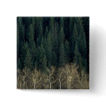 Aspens and spruce forest, Sheep River Valley, Albe Pin
