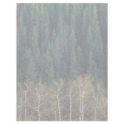 Aspens and spruce forest, Sheep River Valley, Albe Custom Letterhead by lolanimals