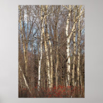 Aspens and Winterberry Posters